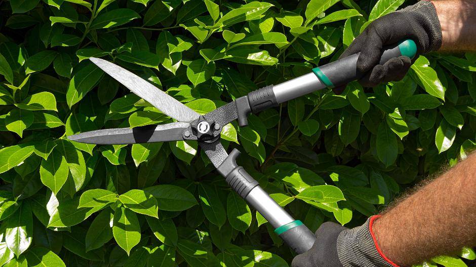  Hecken und Büsche dürfen während der Brutzeit von März bis Ende September nicht geschnitten werden.  