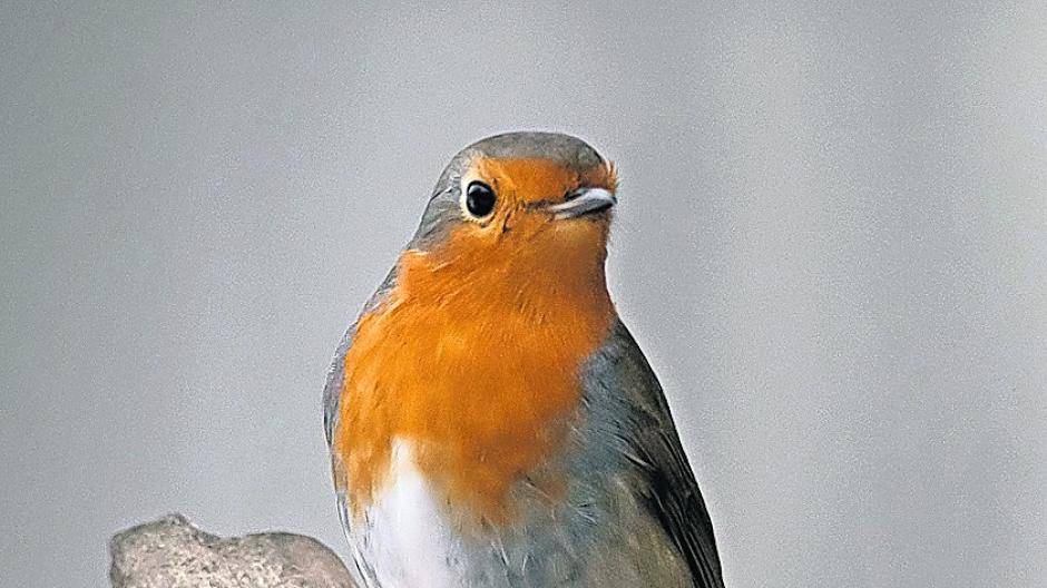  Unsere Gartenvögel brauchen unsere Unterstützung. Futterstellen und Wildwuchs im Garten sind wichtig. 