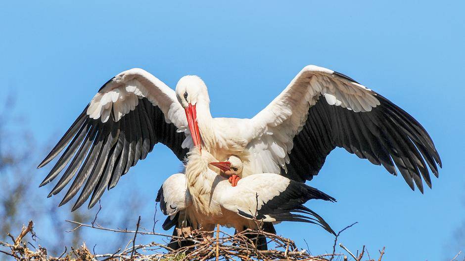 Vielerorts am Niederrhein haben sich jetzt schon viele Weißstörche gepaart.