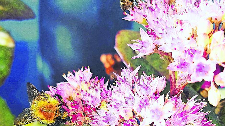  Die Initiative für das „Bündnis für Insekten“ ging von Umweltdezernent Karsten Mankowsky aus. Ausgangspunkt aller Aktivitäten ist eine systematische Bestandsaufnahme. 