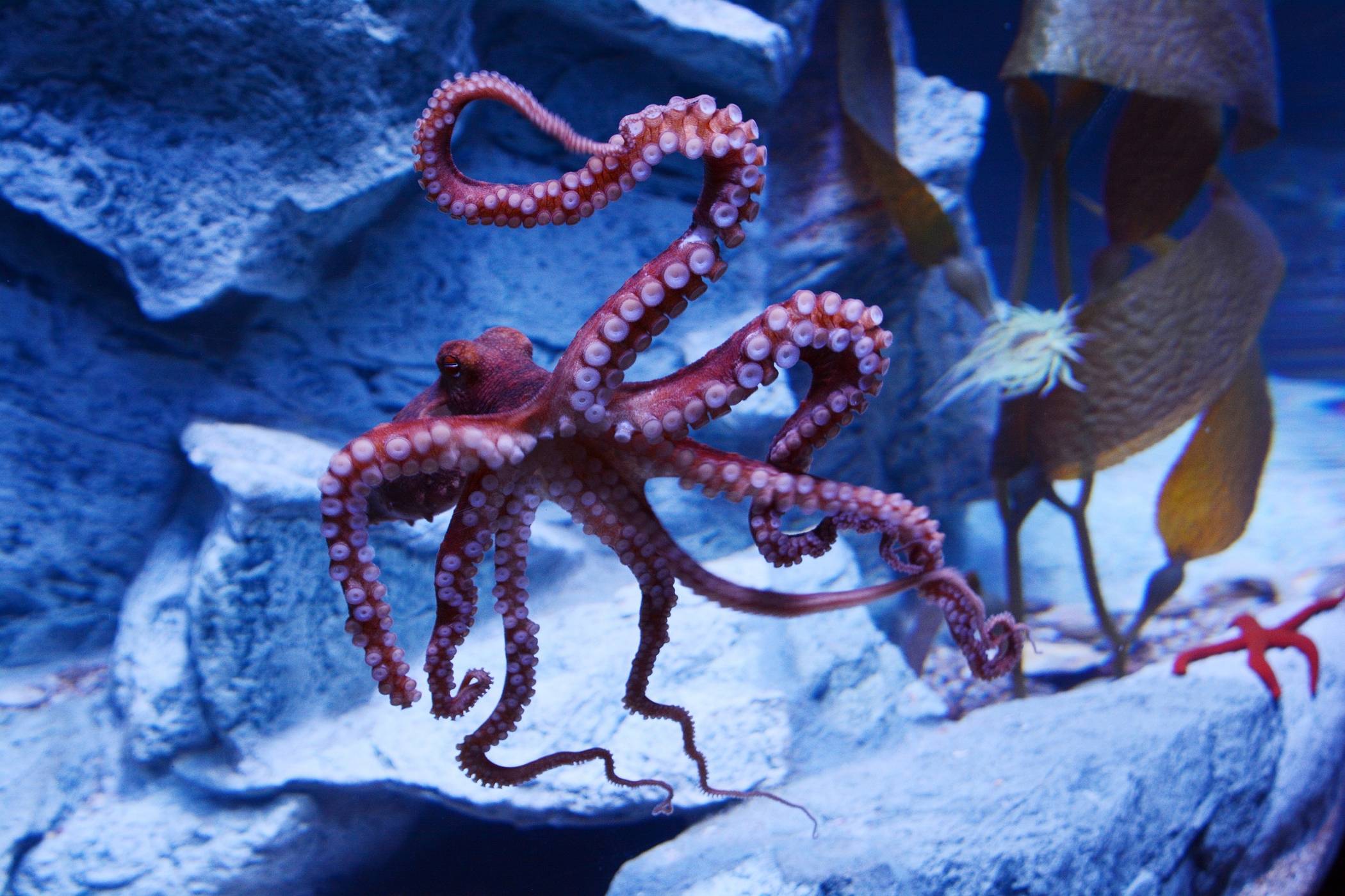  Und wer sich fragt, warum „Teo“ so allein im Becken ist, muss wissen, dass Oktopoden Einzelgänger sind. Zwei in einem Becken käme nicht gut! 