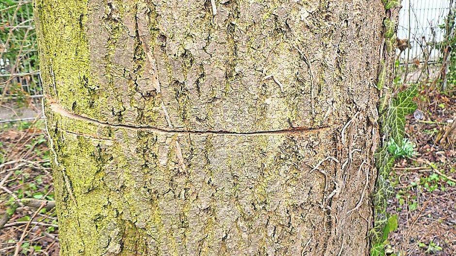 Eine Esche am Schulsportplatz der Realschule an der Josefskirche weist einen tiefen Schnitt auf und wird vermutlich nicht gehalten werden können.