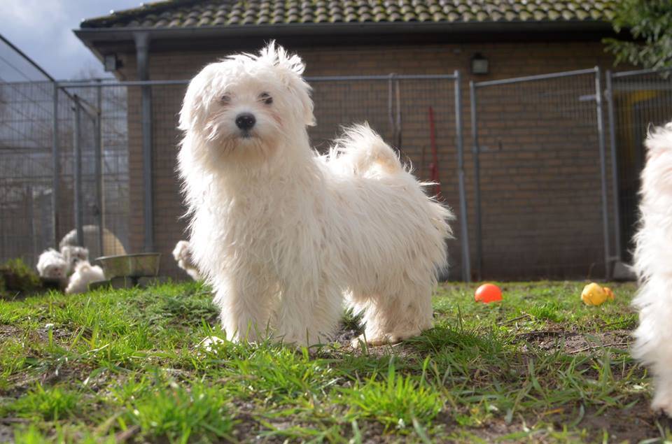 Malteser Welpen von Tierherberge aufgenommen