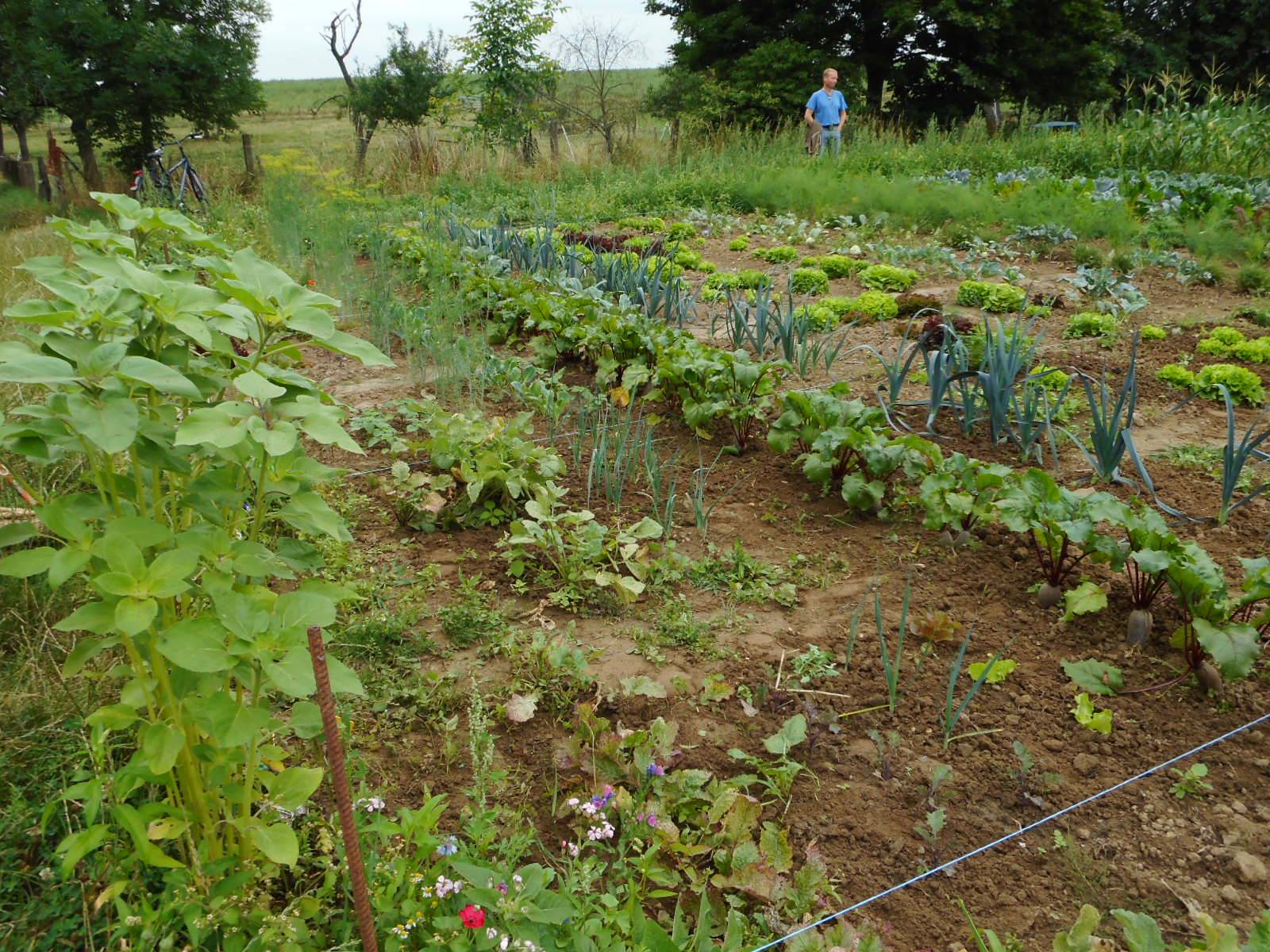 Eine Saison lang Gemüse selbst ernten