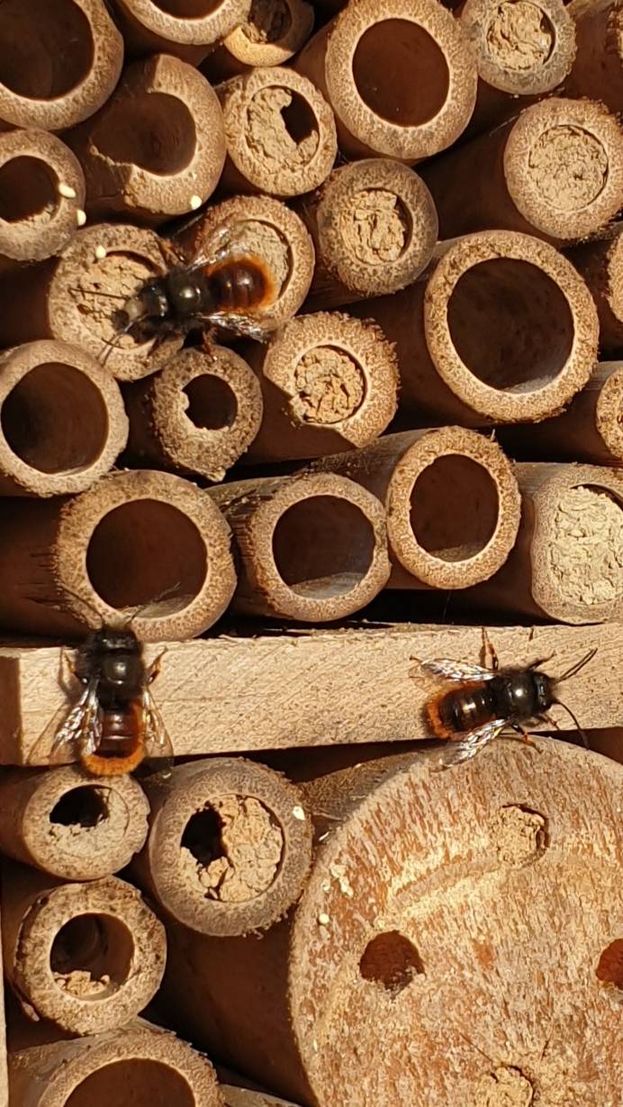 Mauerbienen haben nur wenige Wochen zu leben. Aber sie sind e wichtige Bestäuber – und werten dabei noch jeden Garten auf.