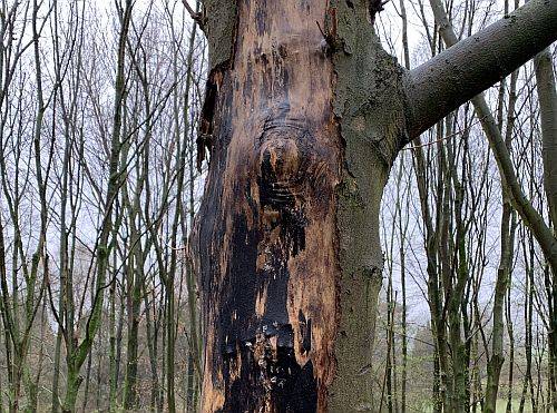 Rußrindenkrankheit: Ahorne auch in Osterath infiziert