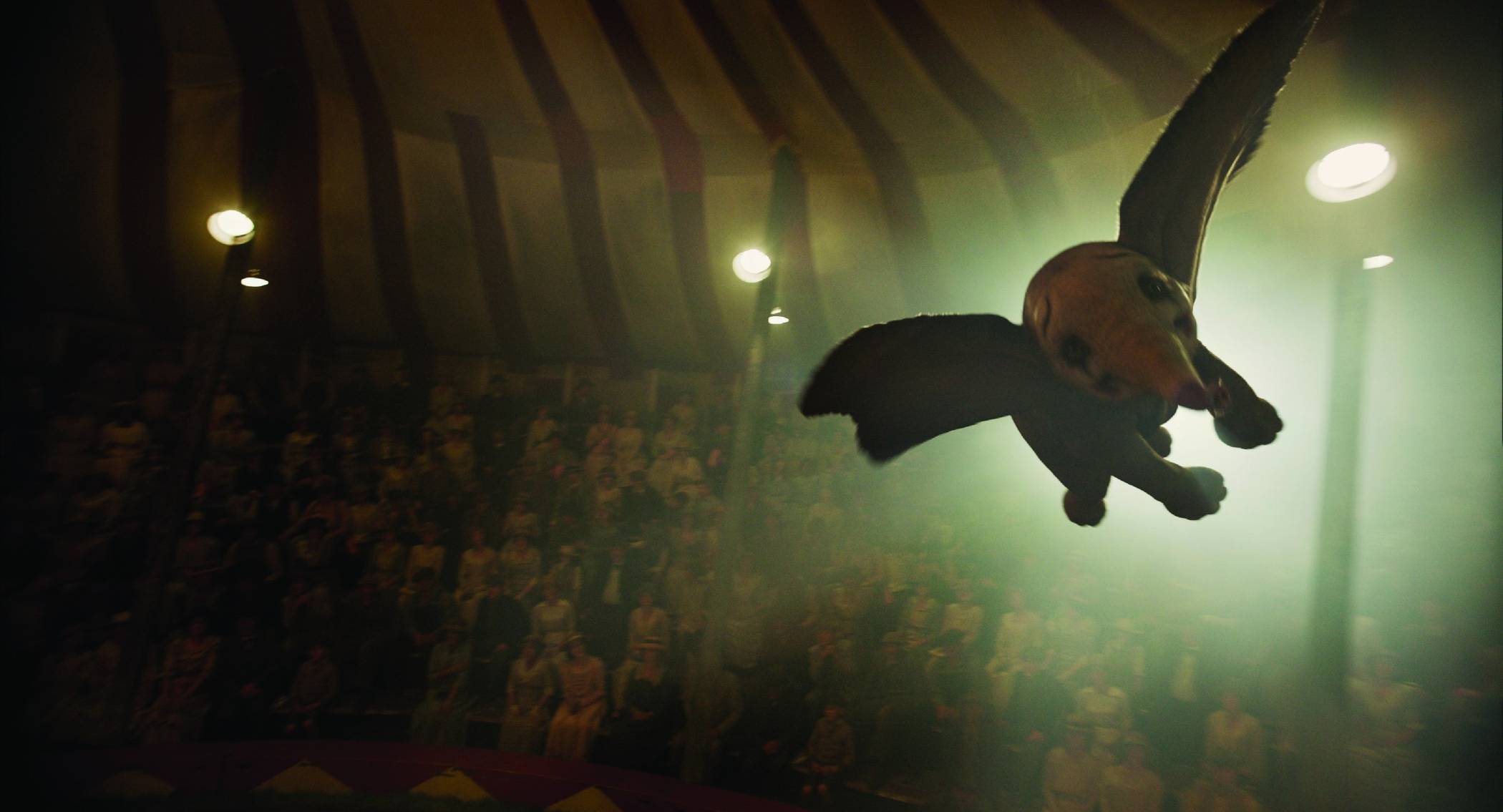 Elefantenbaby Dumbo zeigt seine Flugkünste.