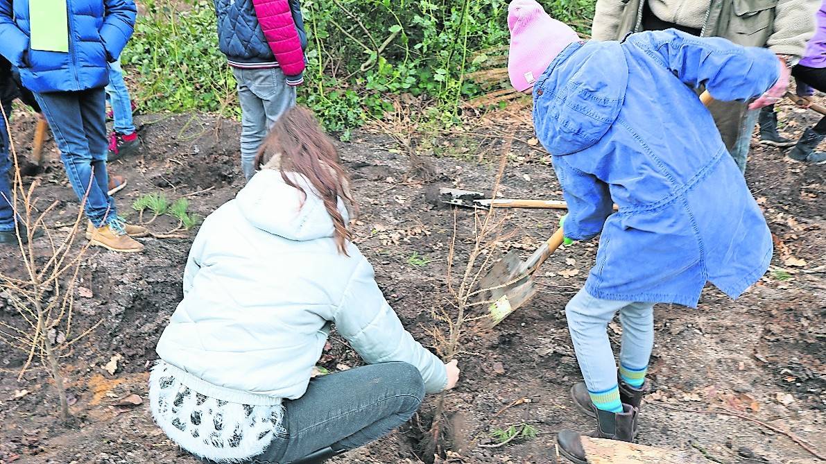 77 niederländische und deutsche Kinder pflanzten 1.500 Bäume.