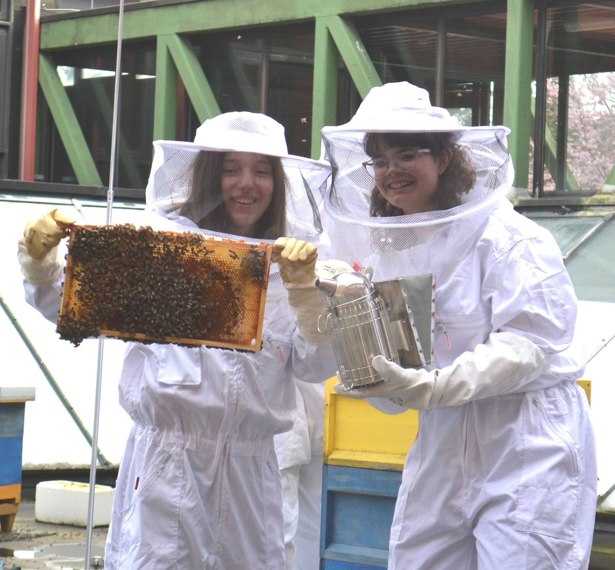 Bei dem Erasmus+ Projekt am Mathematisch-Naturwissenschaftlichen Gymnasium drehte sich alles um Bienen.