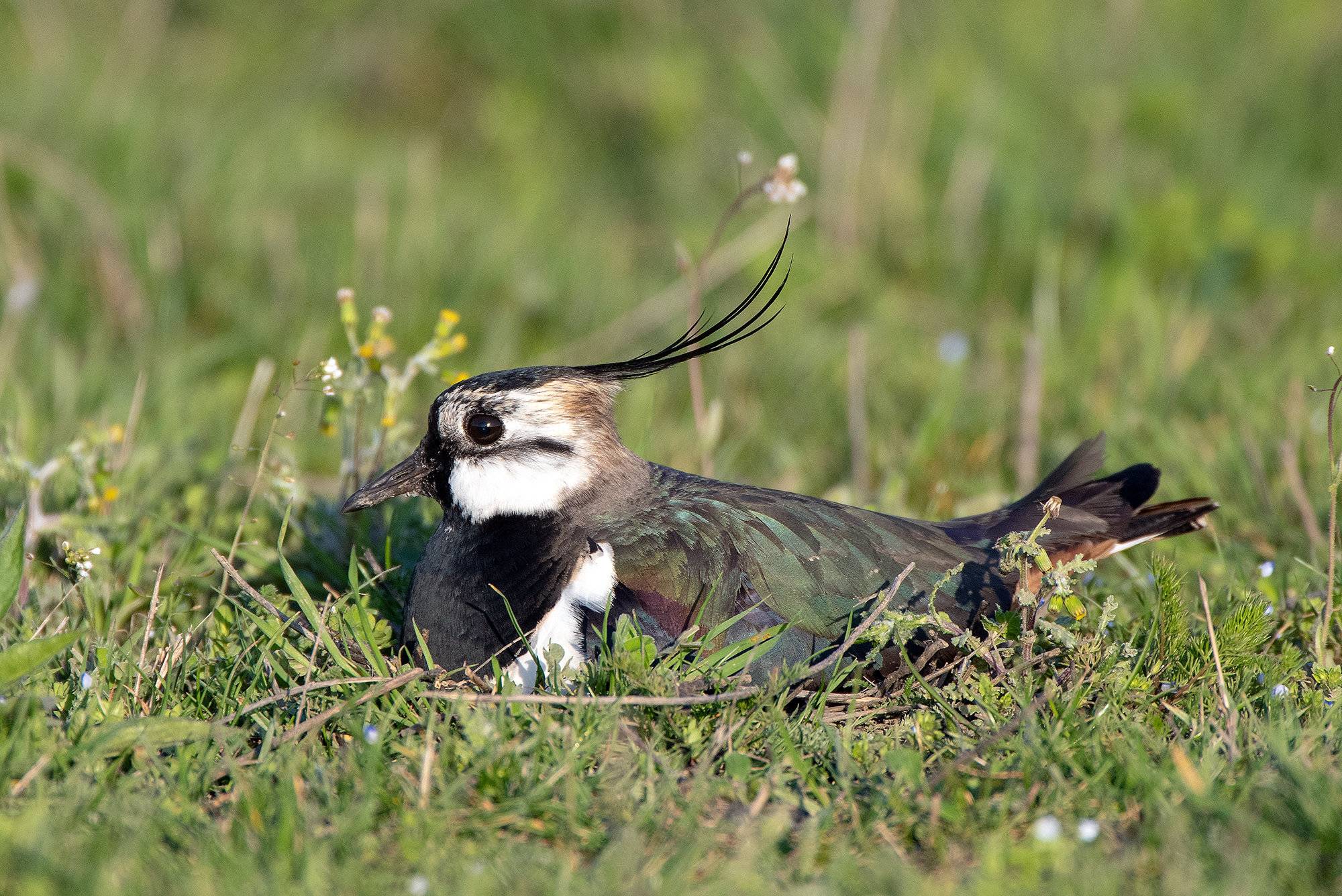 Der Kiebitz - sein Bestand ist um 80% geschrumpft, teilt der NABU mit.