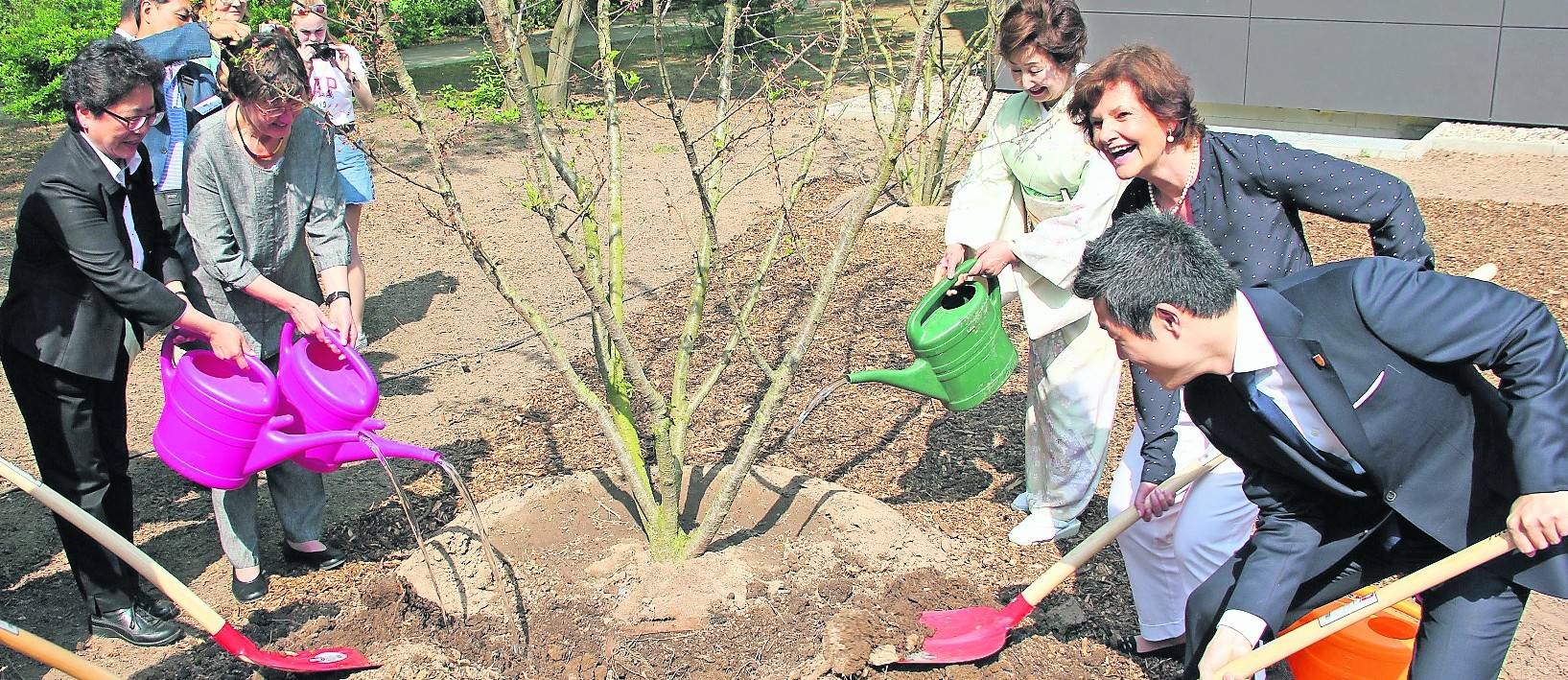 Shijonawates Bürgermeister Shuhei Azuma und Bürgermeisterin Angelika Mielke-Westerlage bei der Pflanzung dreier Kirschbäume am „Meerbad als Symbol der deutsch-japanischen Freundschaft“.