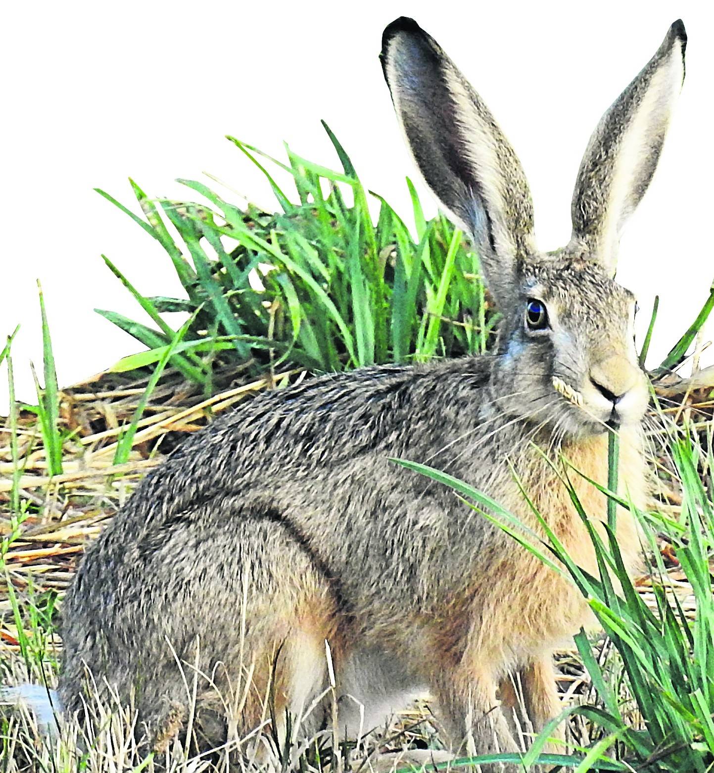  Hat mit Eiern eigentlich gar nichts am Hut: der Feldhase. 