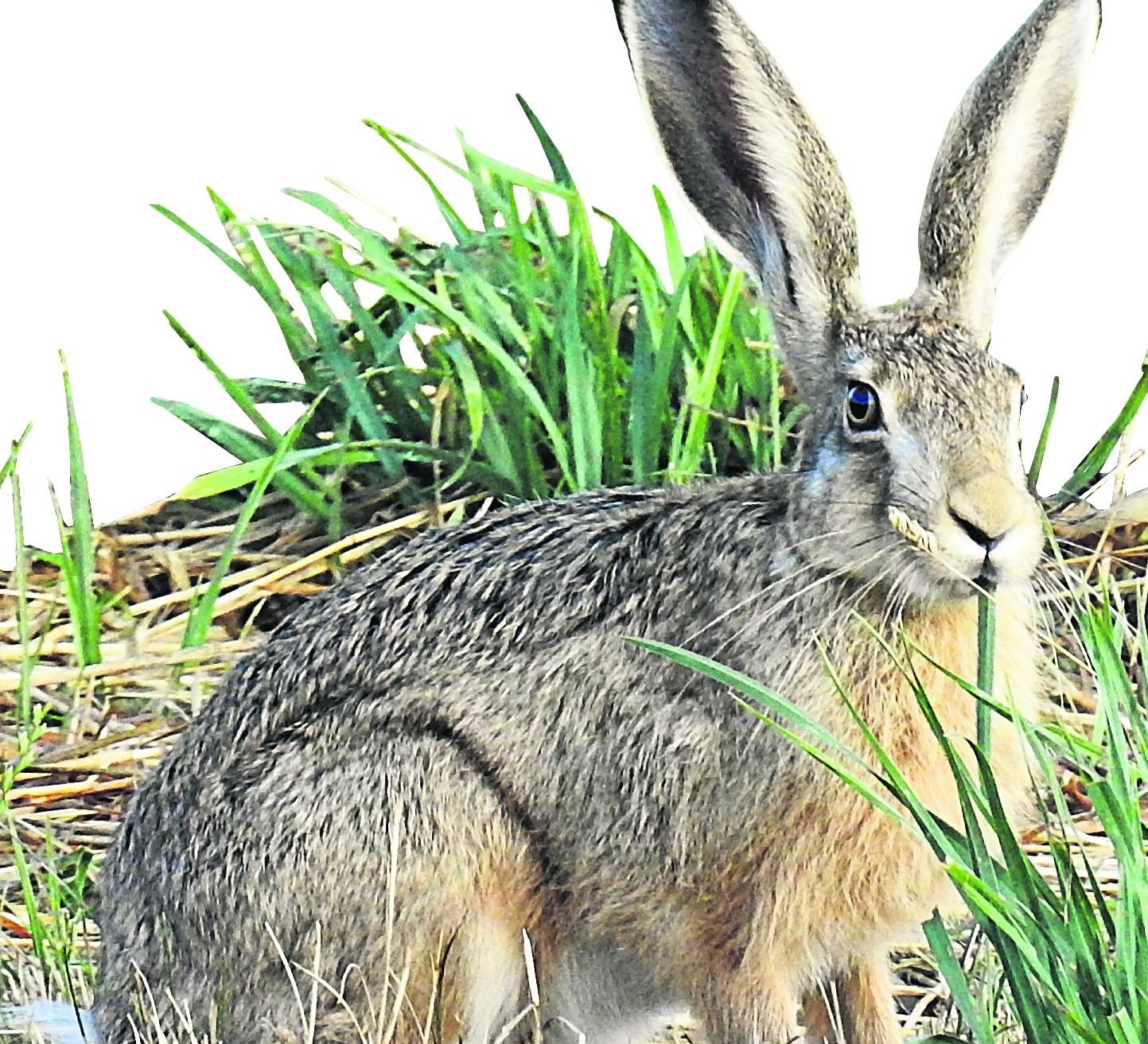Hat mit Eiern eigentlich gar nichts am Hut: der Feldhase.