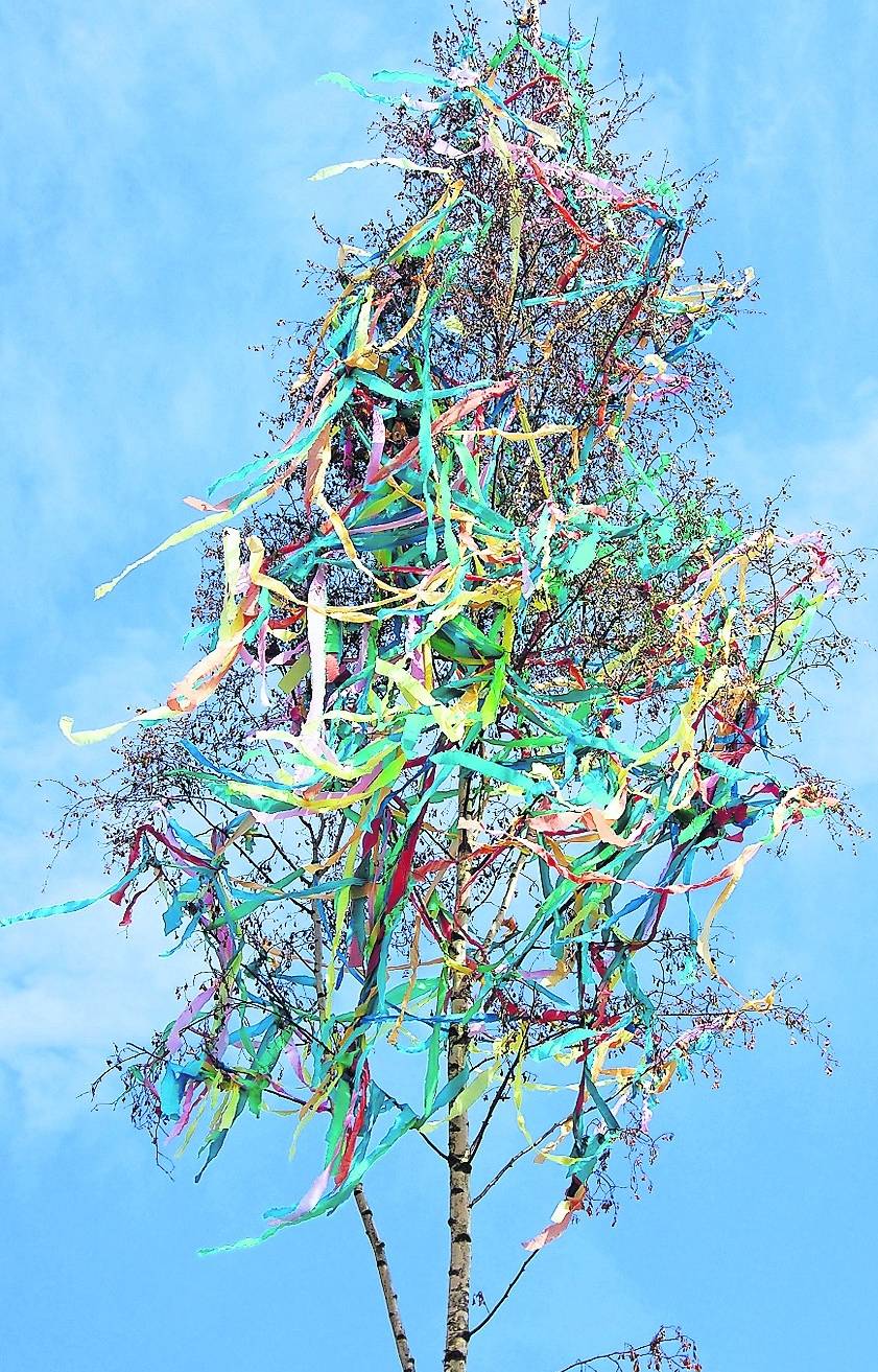 Wer sich im Wald für einen Maien selbst bedient, kann wegen Diebstahls angezeigt werden.