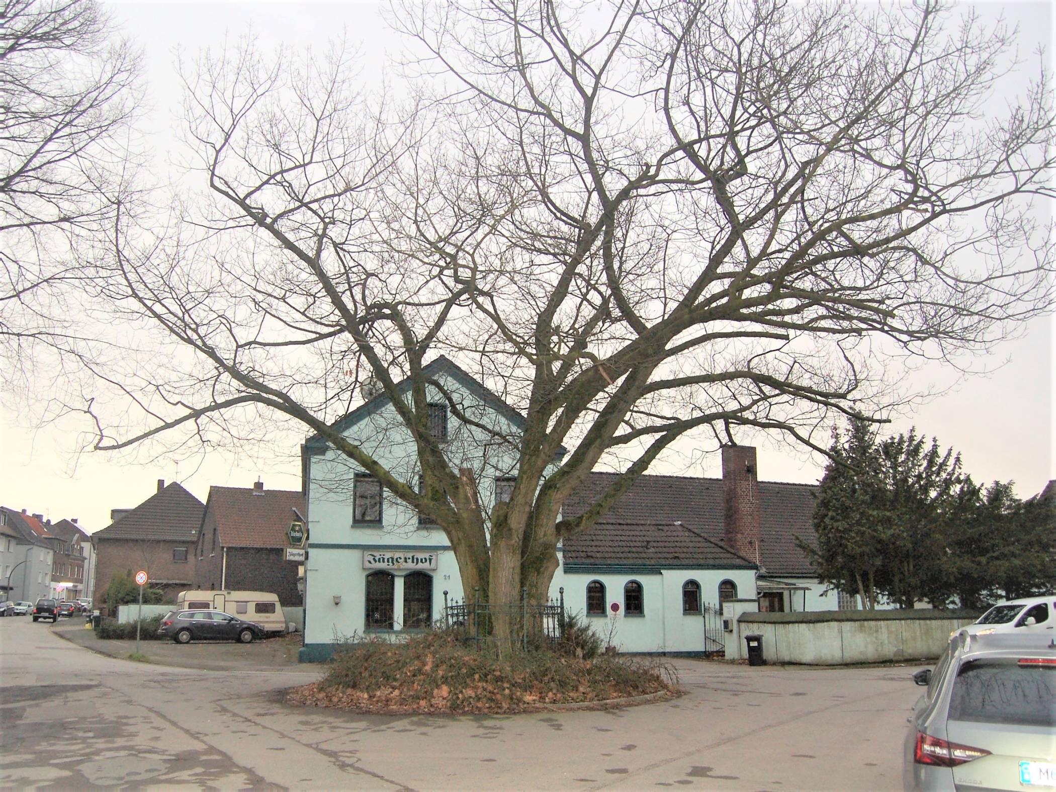 Die alte „Friedenseiche“ an der Eichenstraße in Oestrum wird unter Denkmalschutz gestellt und bleibt. Die Straße wird allerdings neu gemacht. Was das für die Anwohner bedeutet, soll in einem Bürgergespräch geklärt werden, zu dem die CDU im Bezirk einlädt.