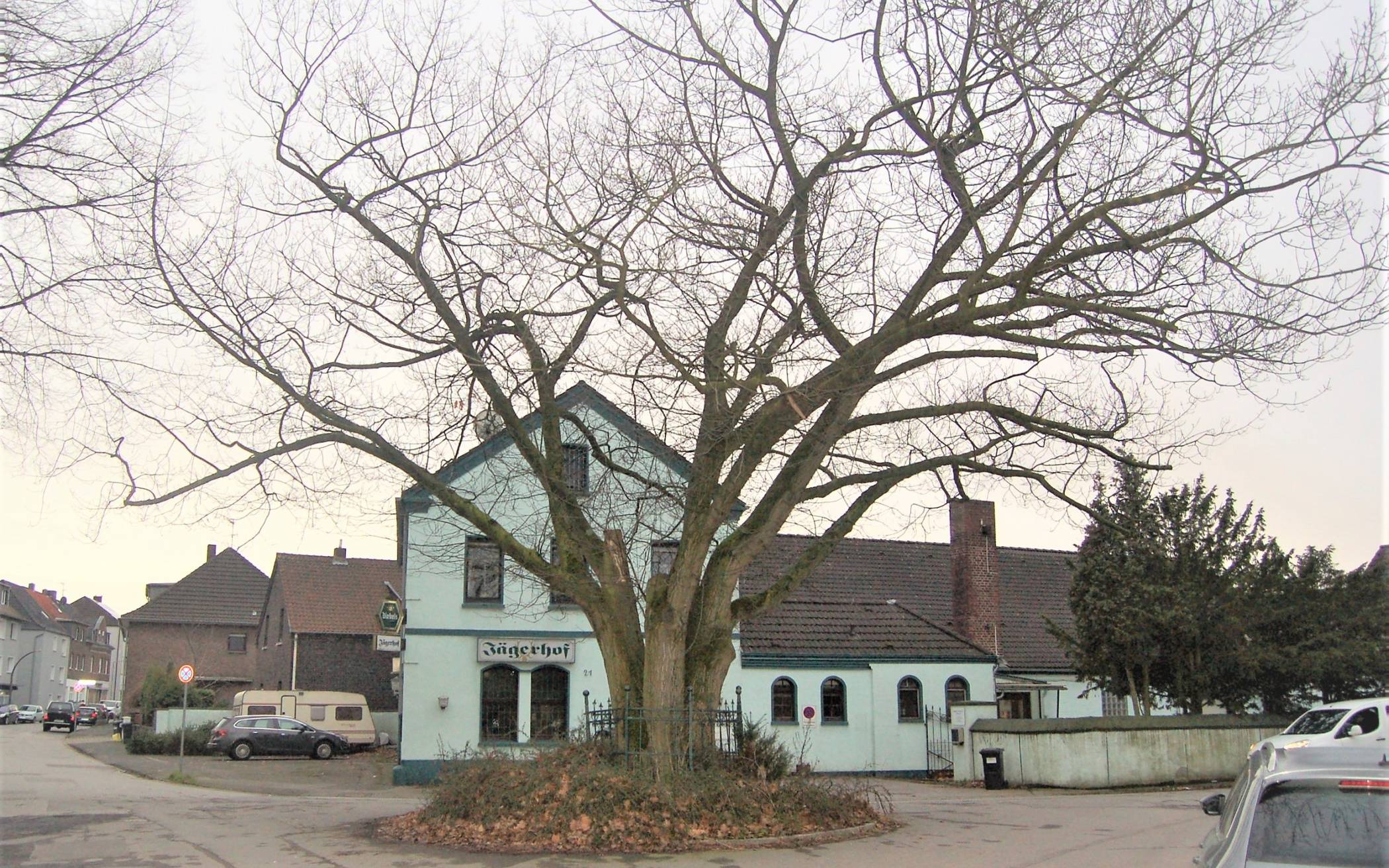 Die alte „Friedenseiche“ an der Eichenstraße in Oestrum wird unter Denkmalschutz gestellt und bleibt. Die Straße wird allerdings neu gemacht. Was das für die Anwohner bedeutet, soll in einem Bürgergespräch geklärt werden, zu dem die CDU im Bezirk einlädt.