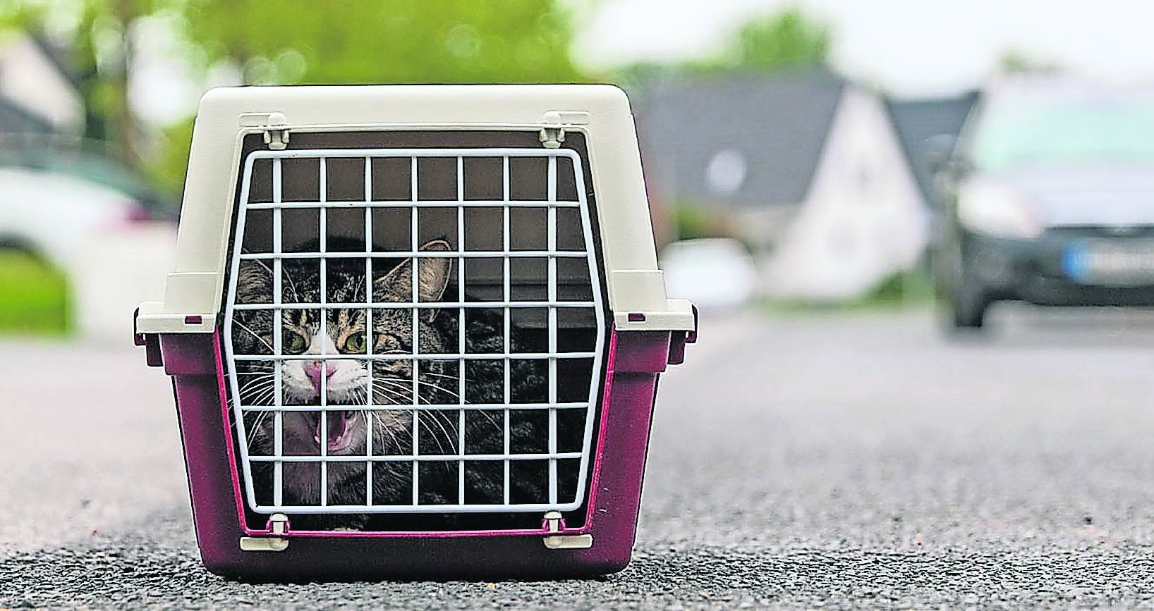  Ein Tierschicksal in Mönchengladbach nachgestellt: Von ihrem Besitzer in einer Transportbox auf Bahngleise gestellt – von der Feuerwehr gerettet und jetzt im Tierheim – Katze „Fry“. 