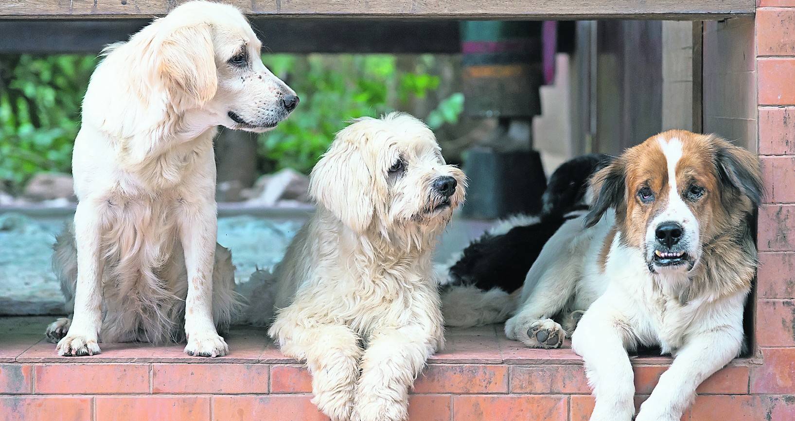  Für einen Hund zahlt man in Willich 120 Euro, für zwei 300 Euro und für drei 540 Euro Hundesteuer pro Jahr. 