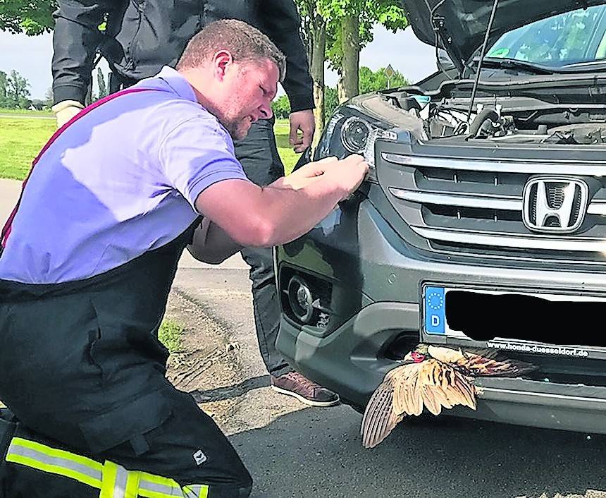  Nach der Rettung wurde der Fasan von den Einsatzkräften zu einem Experten gebracht. 