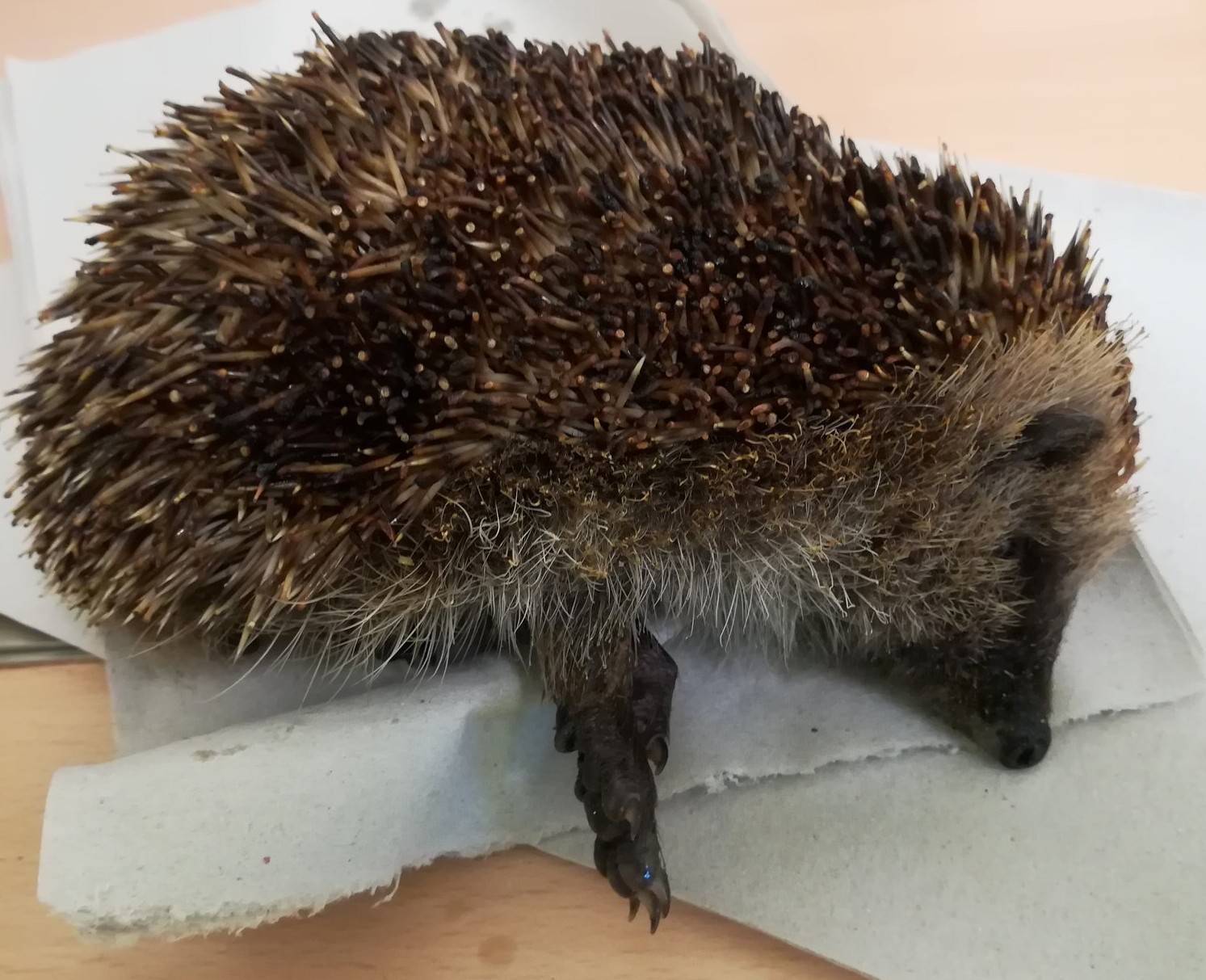  Das Igelweibchen war geschwächt, ausgehungert und ausgetrocknet. Wahrscheinlich lag es schon länger in dem Papierkorb. Zum Glück waren nur die Stachelspitzen angebrannt. 