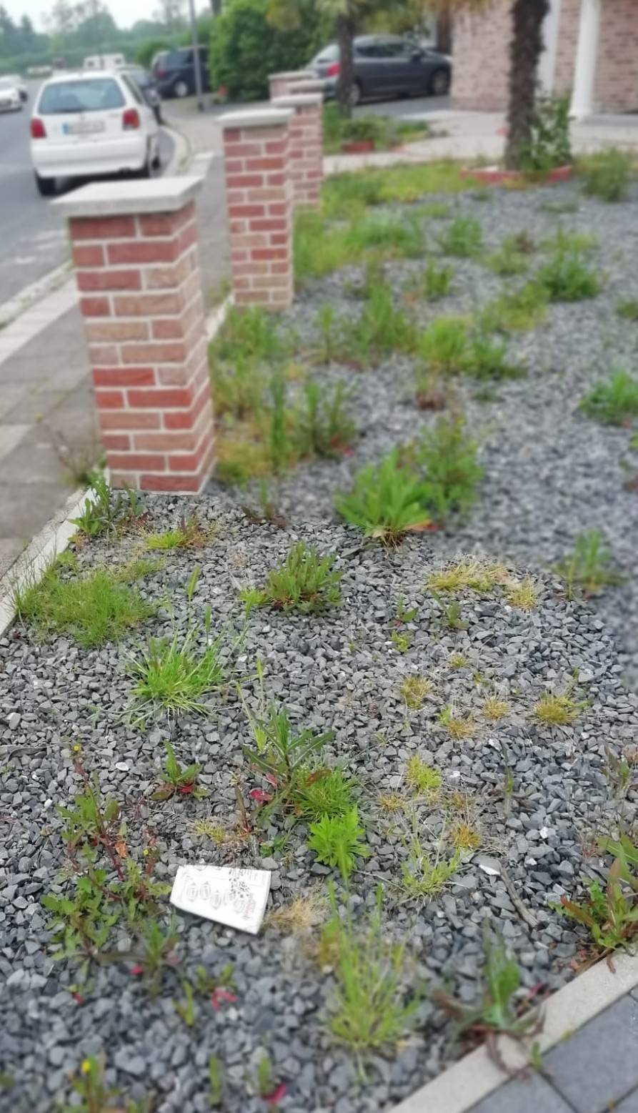  Ob dieser Vorgarten mal chic aussah, ist vielleicht Geschmackssache. Fest steht aber, dass er alles andere als pflegeleicht und bienenfreundlich ist. 