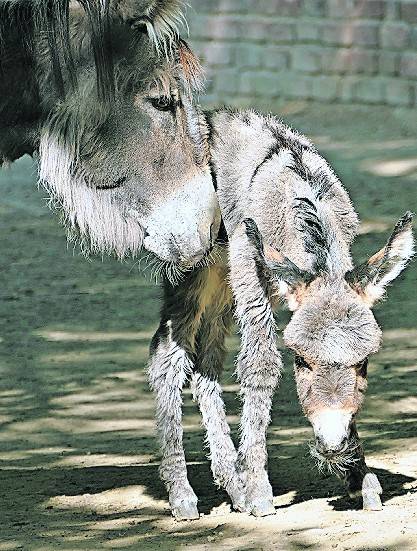  : Zoo freut sich über Esel-Nachwuchs