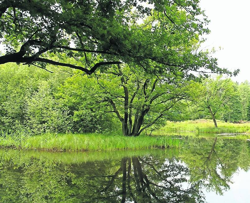 Die Radroute des Monats Juni besticht durch schöne Landschaften an der Maas, in den Dilborner Benden oder wie hier im Elmpter Schwalmbruch.