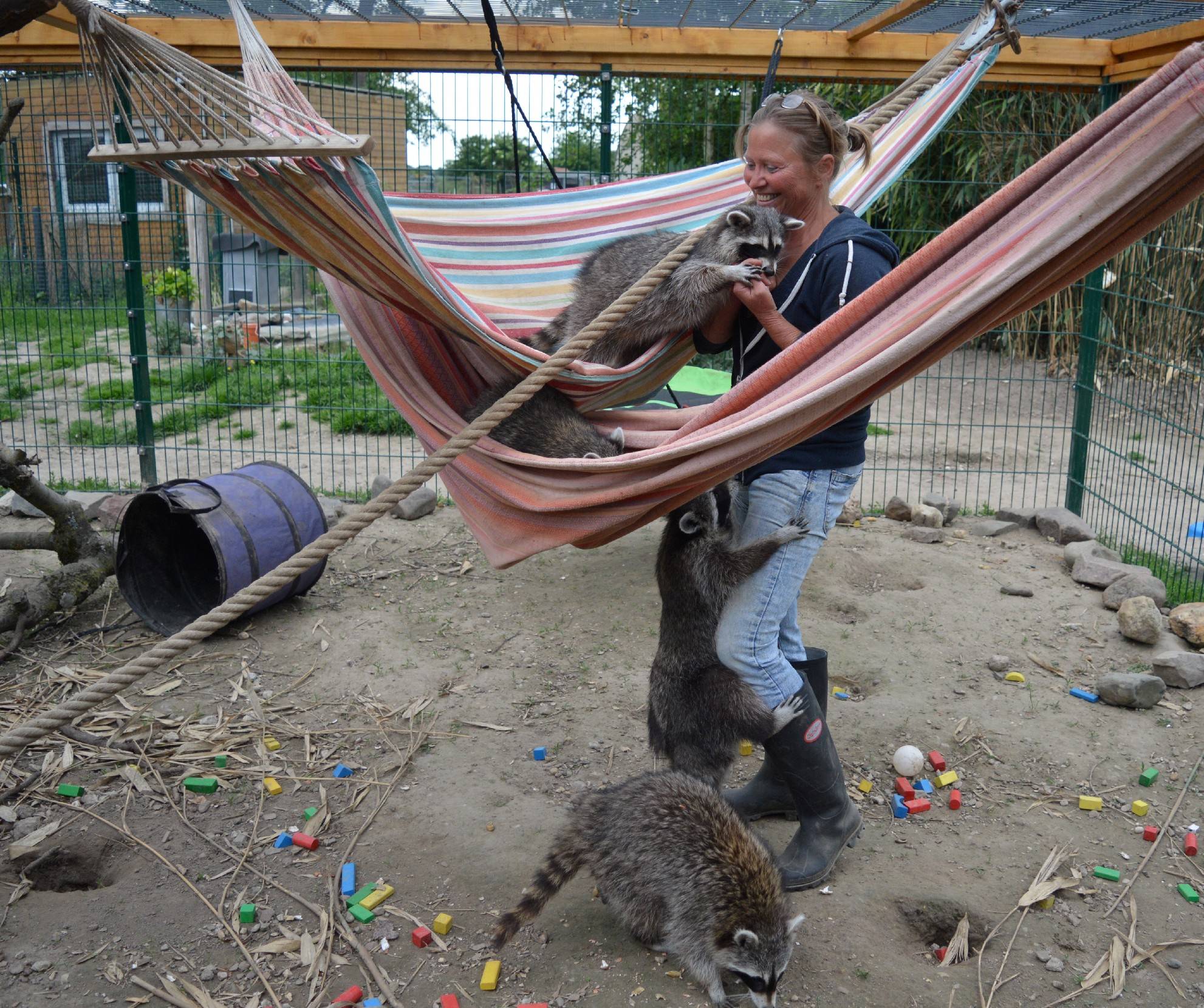  Petra Jansen mit den niedlichen Waschbären in ihrem neuen Gehege. 