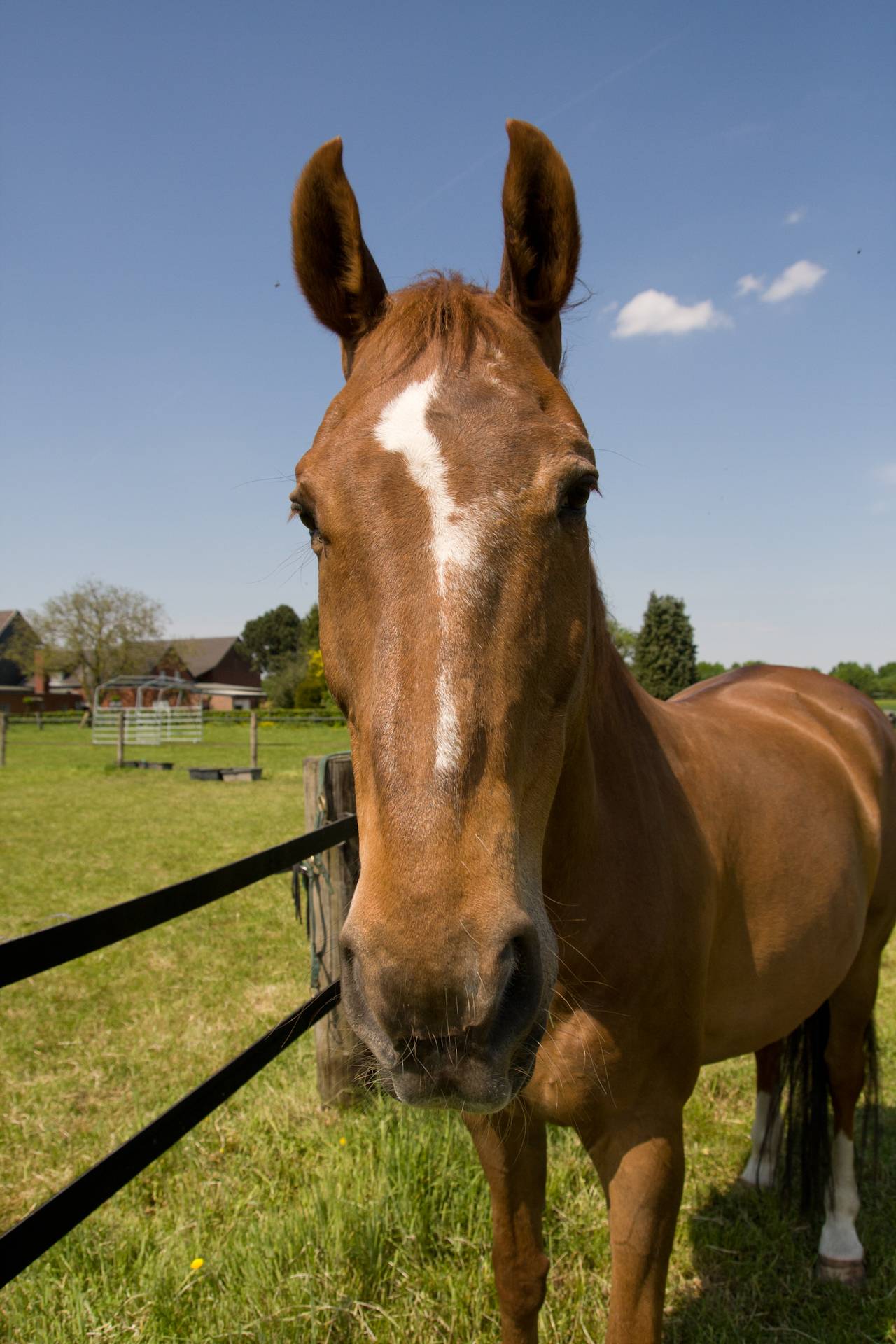 Begrüßt die Gäste mit einem Wiehern: Pferdeschutzhof-Bewohner Waletto. 