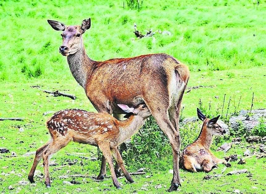  Im Bereich Brüggen/Niederkrüchten sind zwei Fälle von Jagdwilderei bekannt geworden. 