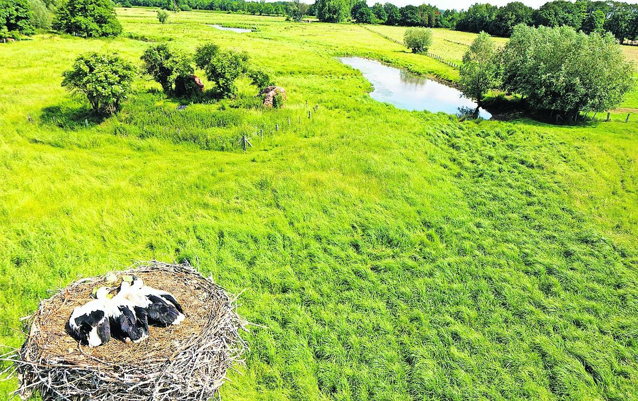  Idyllischer Blick ins Storchennest und auf das Naturschutzgebiet Salbruch. 