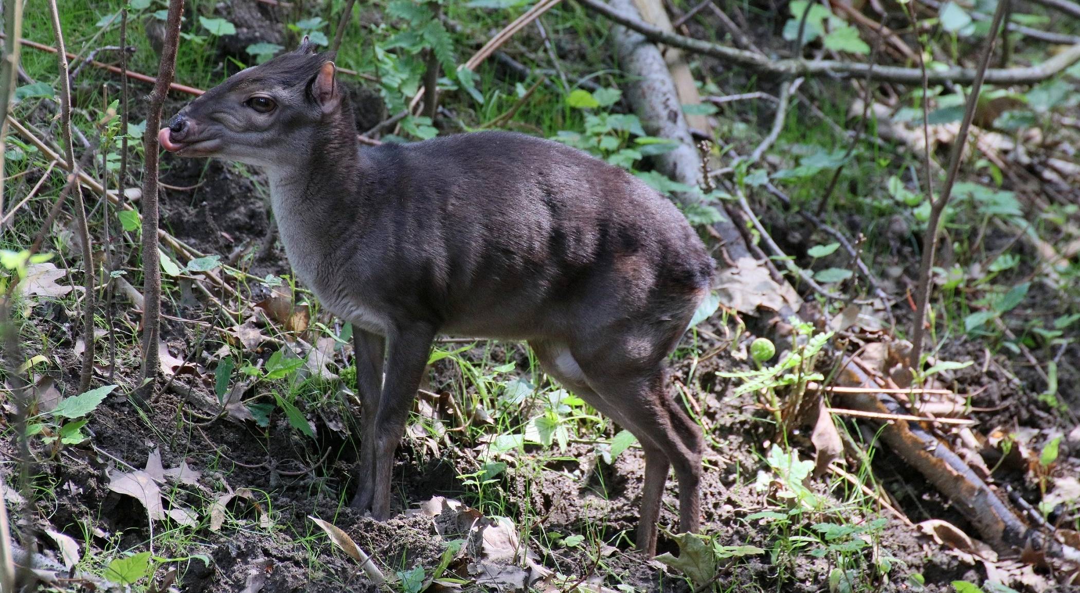 Da muss man schon genau schauen, denn die Mini-Antilopen haben nur 37 Zentimeter Schulterhöhe.