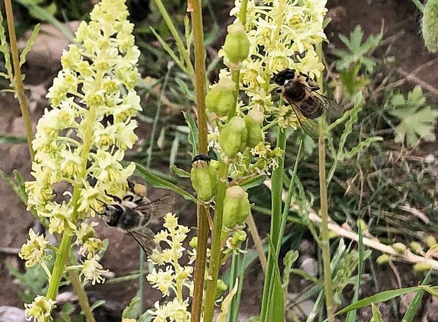  Sieht nicht nur schön aus, sondern wird auch als „reich gedeckter Tisch“ von Bienen und anderen Insekten angenommen. 