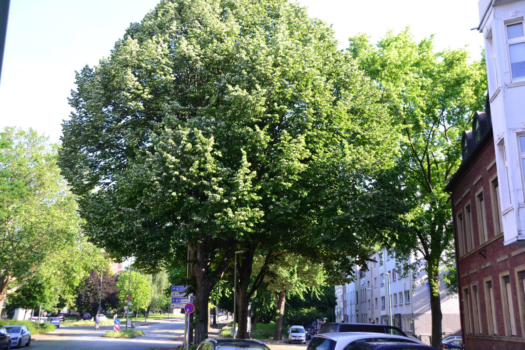 „Eine Straße, viele Bäume, ja das ist eine Allee“ ...