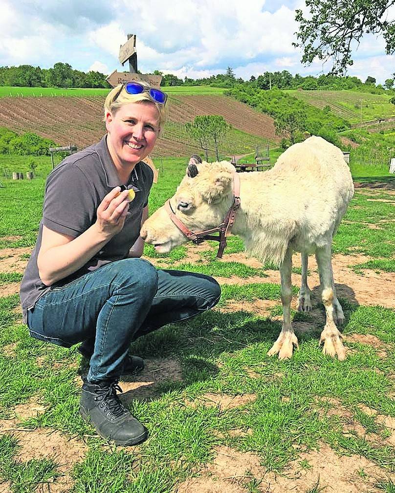 Apfelstücke von Redakteurin Claudia Ohmer mag das weiße Rentier Mari besonders gern. Es zu streicheln soll Glück bringen.
