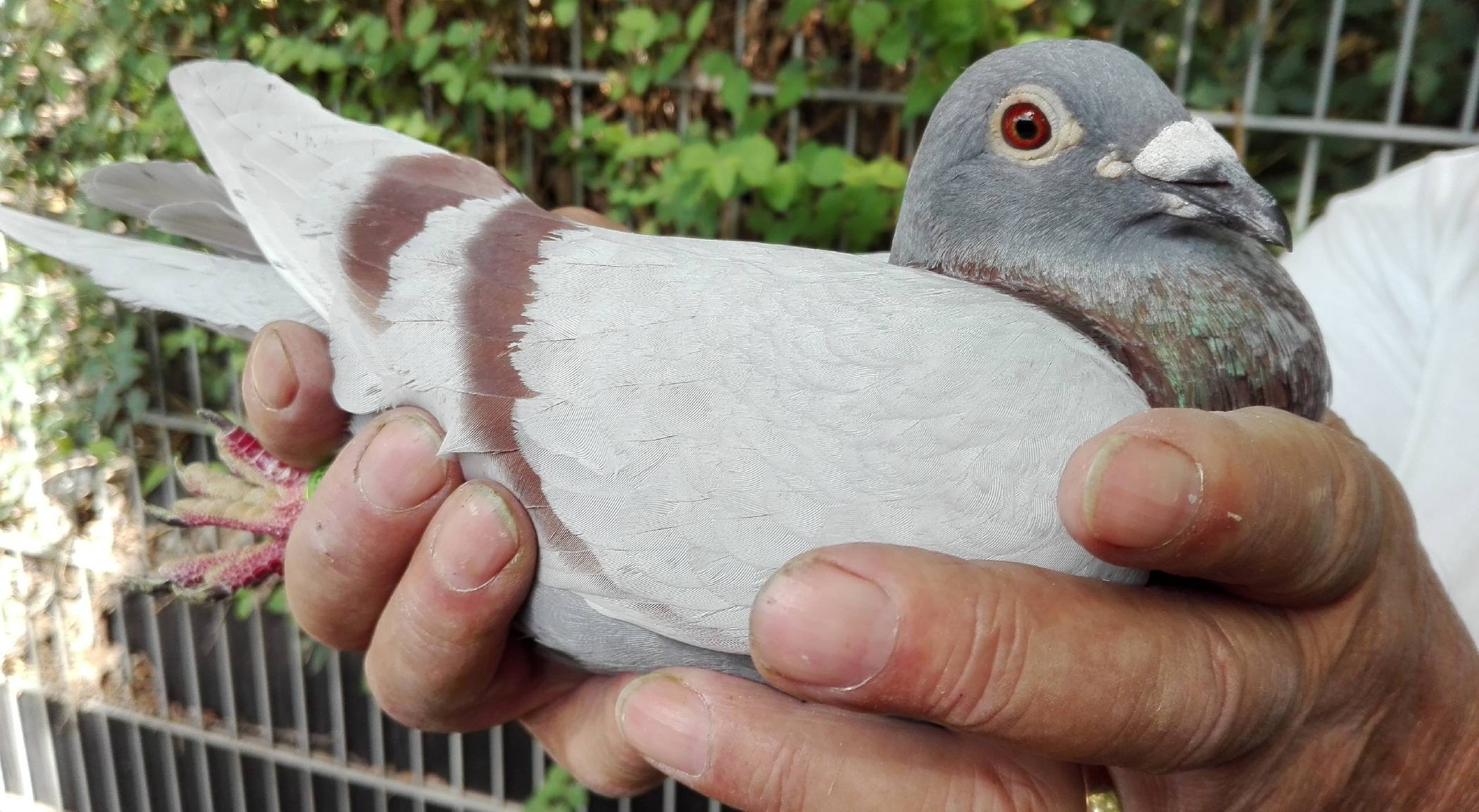  35 Brieftauben wurden aus zwei Schlägen in einem Kleingärten in Hochfeld gestohlen. Die Polizei bittet Zeugen um Mithilfe.  