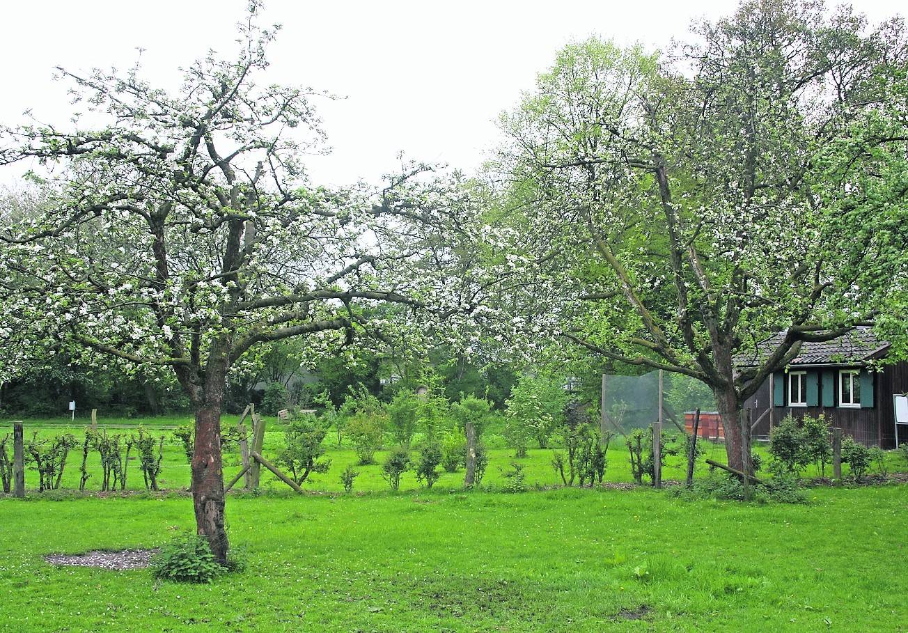 Streuobstwiesen wie diese im Niederrheinischen Freilichtmuseum des Kreises Viersen werden in den kommenden Wochen kartiert.