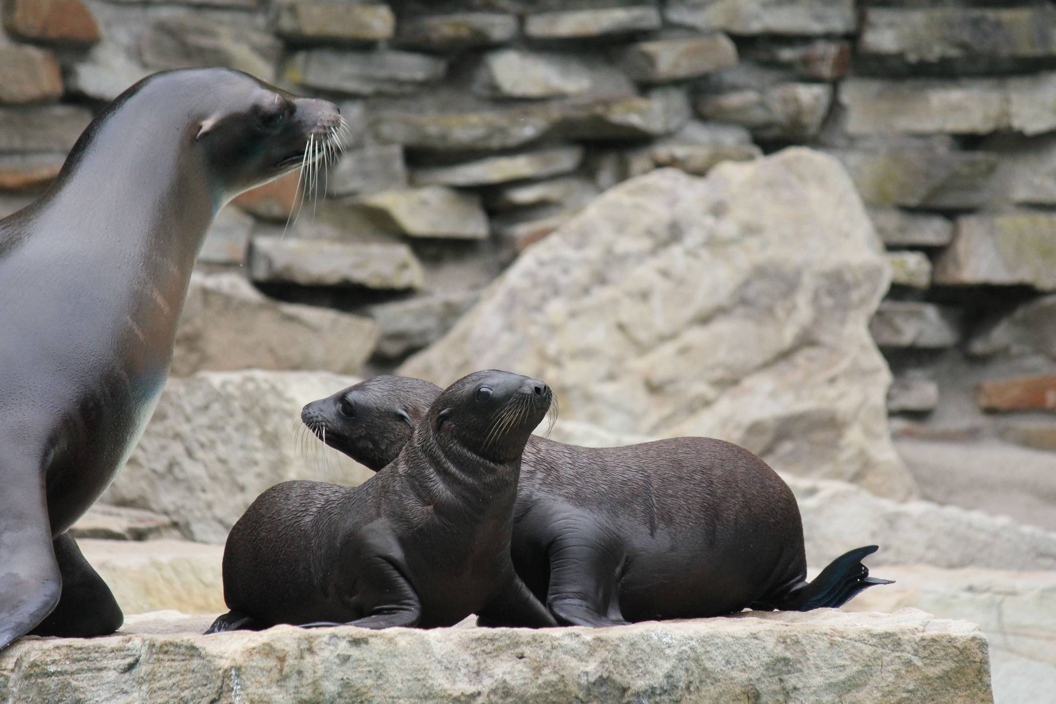  : Gleich 3 Seelöwenmütter mit Nachwuchs