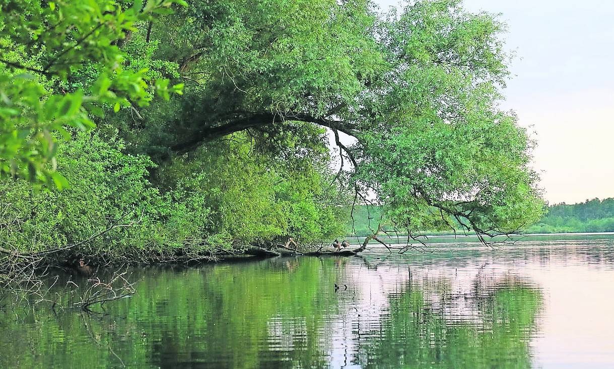Bei der Radtour des Monats Juli bietet die Streckenführung interessante Ausblicke auf den Krickenbecker See. Hier leben und brüten zahlreiche Wasservögel.