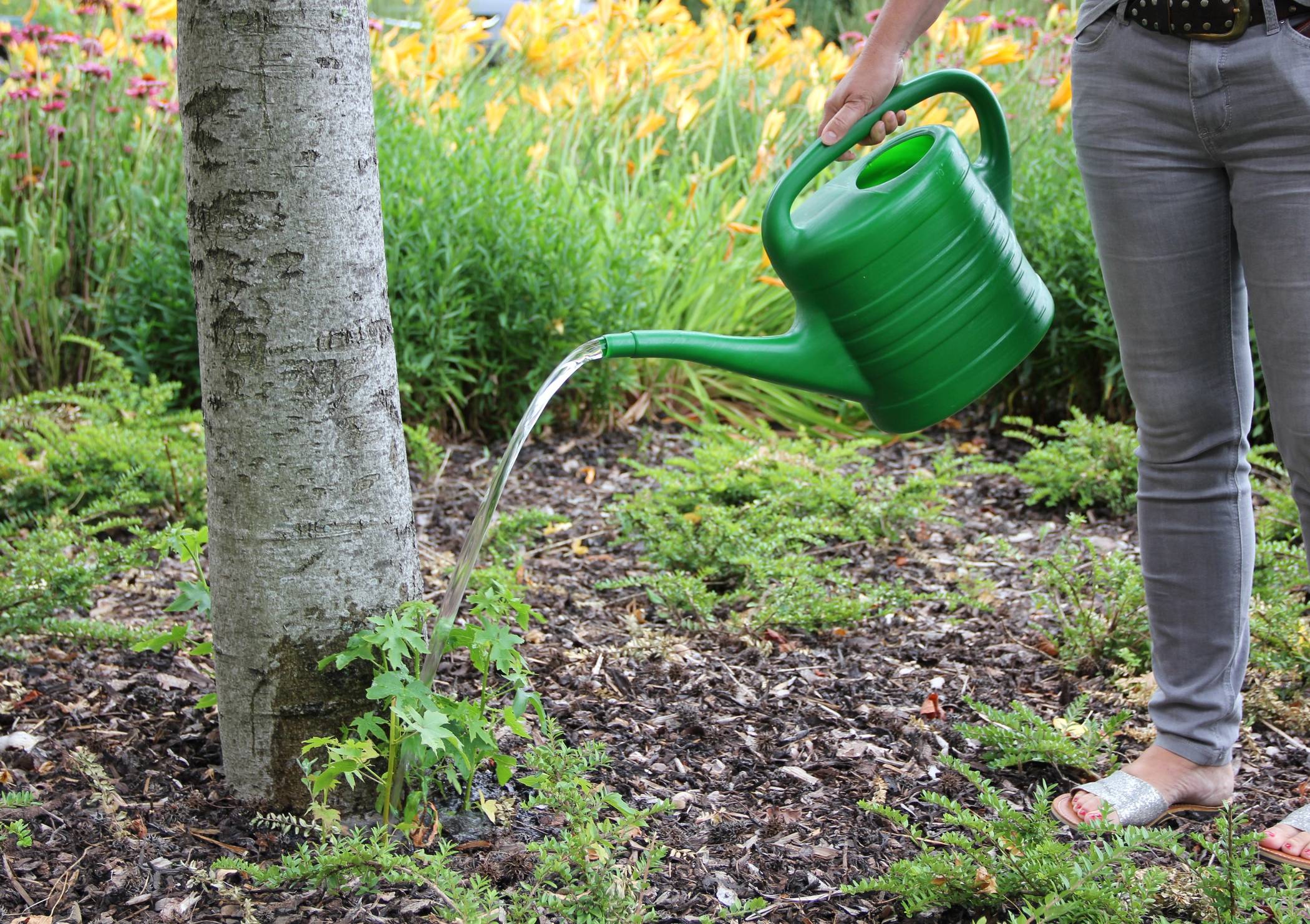  Straßenbäume brauchen unbedingt Wasser. 