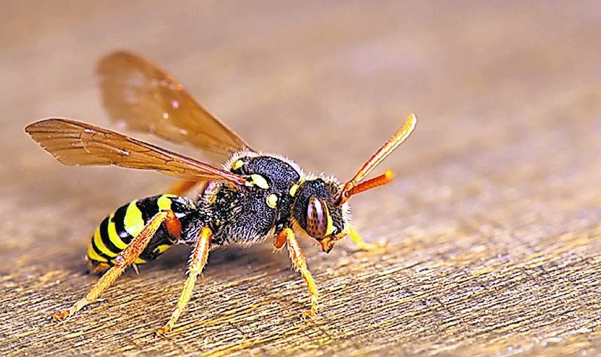  Nützlich, aber auch gefährlich: eine Wespe. 