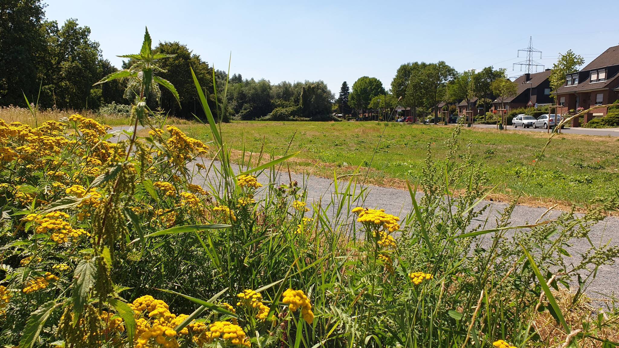Einiges steht noch, anderes ist geschnitten worden. Das hat seinen Grund, erklärt Michael Betsch vom Grünflächenamt.