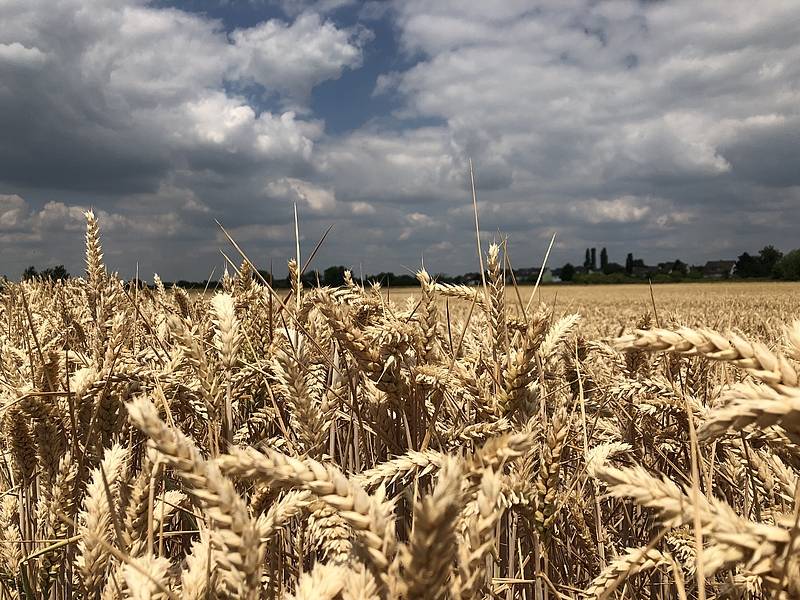 Landwirte im Erntefieber