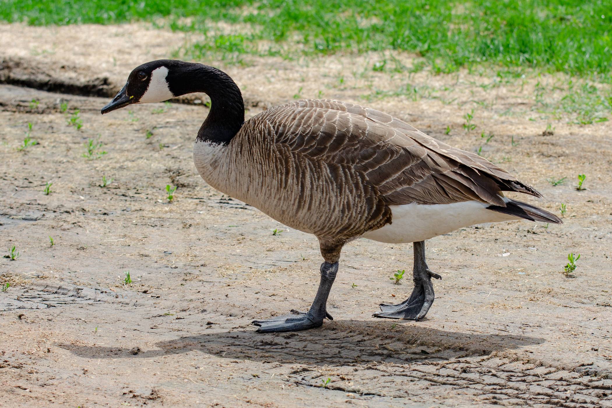 Kanada-Gänse sind ein Teil des Gänse-Problems rund ums Neusser „Jröne Meerke“, wo der Gänsekot auch eine gesundheitliche Gefährdung – besonders für Kinder – darstellt.