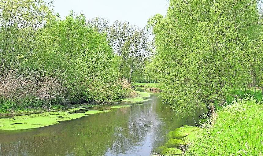 Eigentlich die pure Idylle - jetzt wurden in der Niers tote Stockenten gefunden.