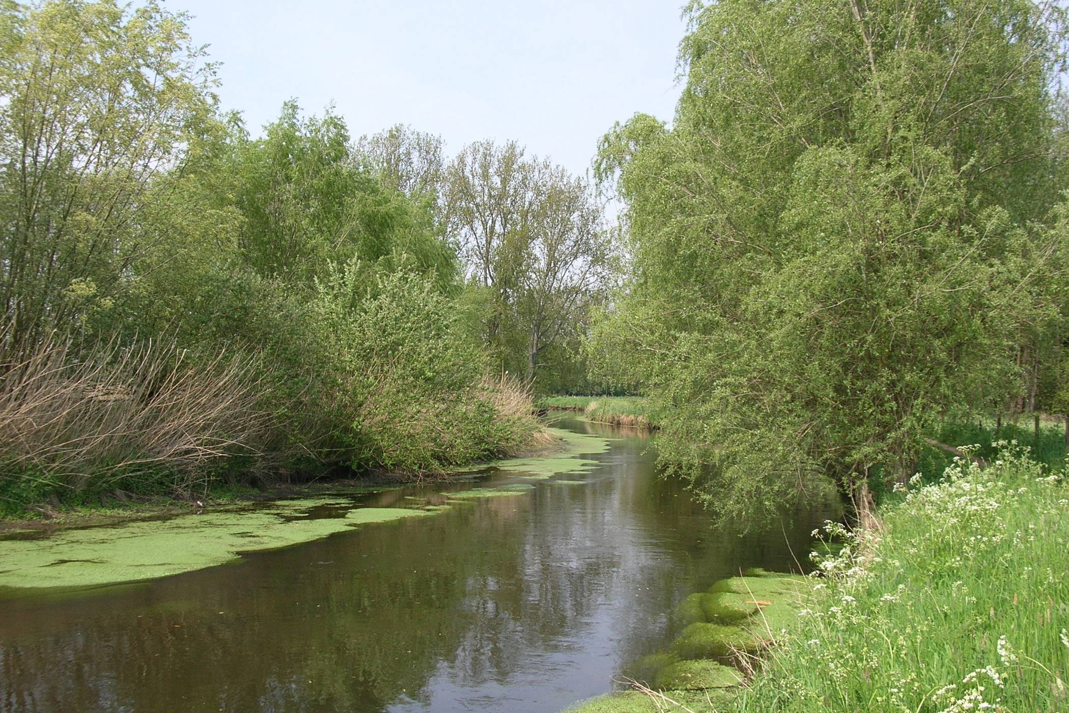In der Niers können sich bei ungünstigen Bedingungen Bakterien vermehren. Die von ihnen abgegebenen Giftstoffe können Tieren gefährlich werden. Offiziell nachgewiesen wurden die Gifte allerdings noch nicht, eine Untersuchung steht noch aus.