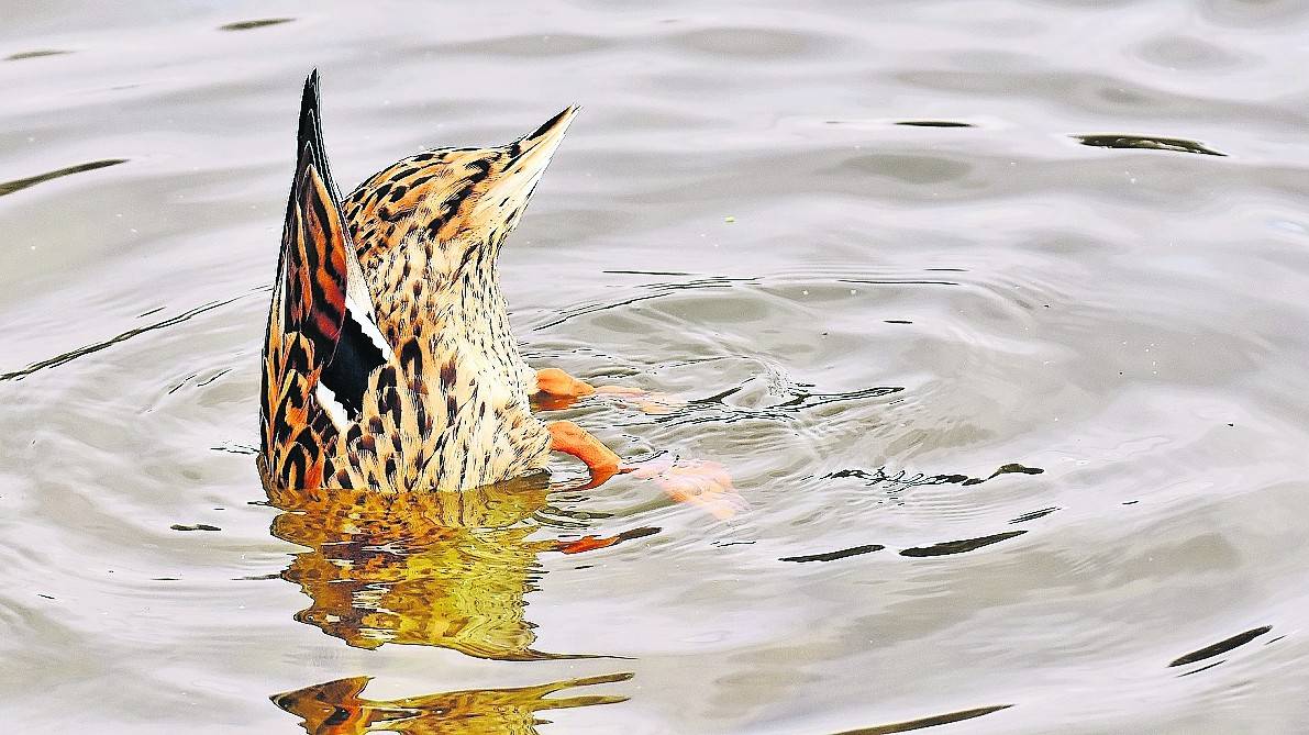  Traurige Tier-Funde gab es jetzt an der Niers: Tierschützer fanden mehr als 30 tote Enten, die an der Nervenkrankheit Botulismus starben. 
