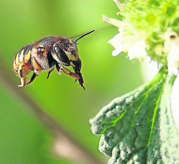 Die Wollbiene (l.) fliegt pfeilschnell und kann im Schwirrflug in der Luft stehen bleiben. Der Pinselkäfer kann mit einer Hummel verwechselt werden.
