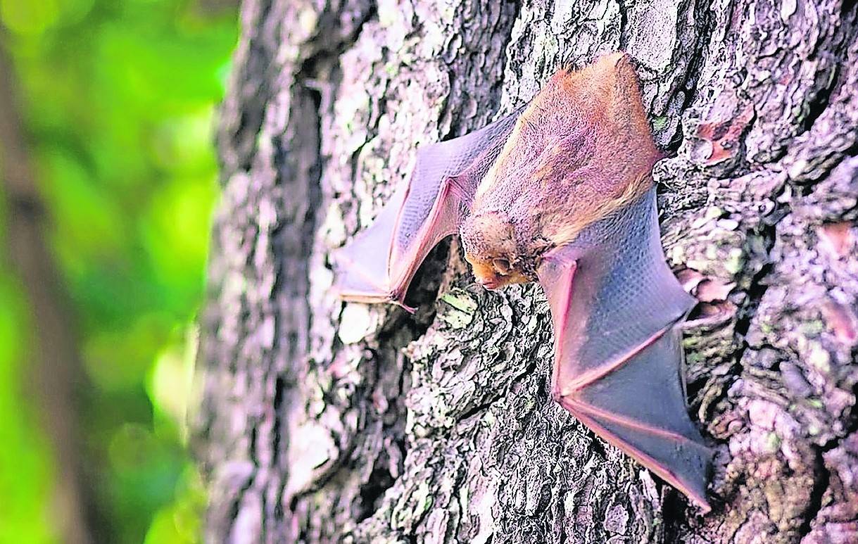 Fledermäuse sind Säugetiere, die fliegen können. Sie besitzen ein dichtes, oft seidiges Fell, das meistens grau bis braun oder schwärzlich gefärbt ist.