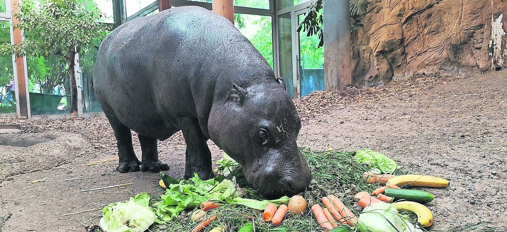 Zwergflusspferd-Oma Quirle lebt seit 45 Jahren am Kaiserberg.